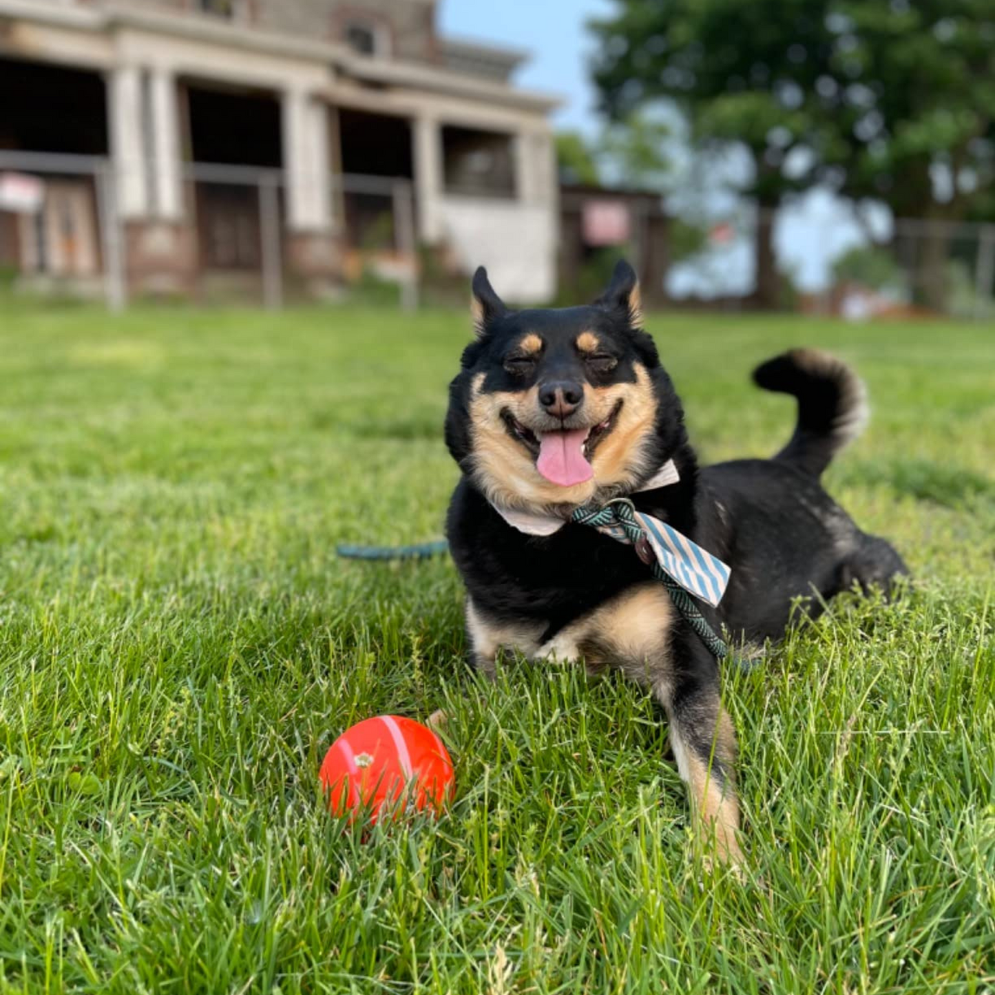 🎄* Christmas Flash Sale -50% off - Pet Bounce Ball